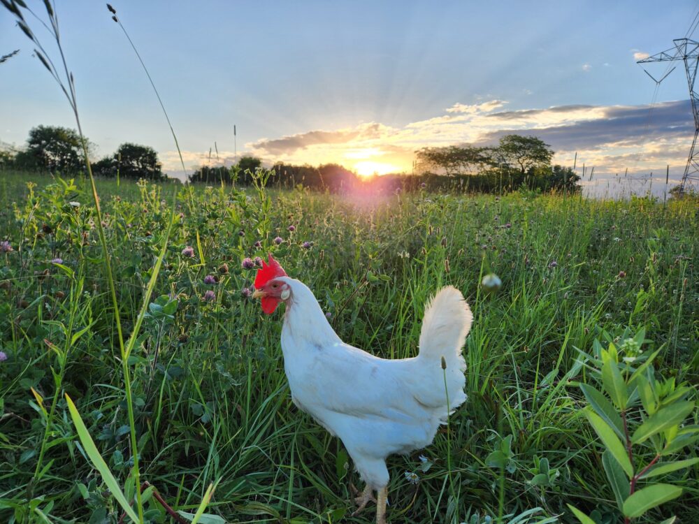 Chicken on pasture with sunrise behind.