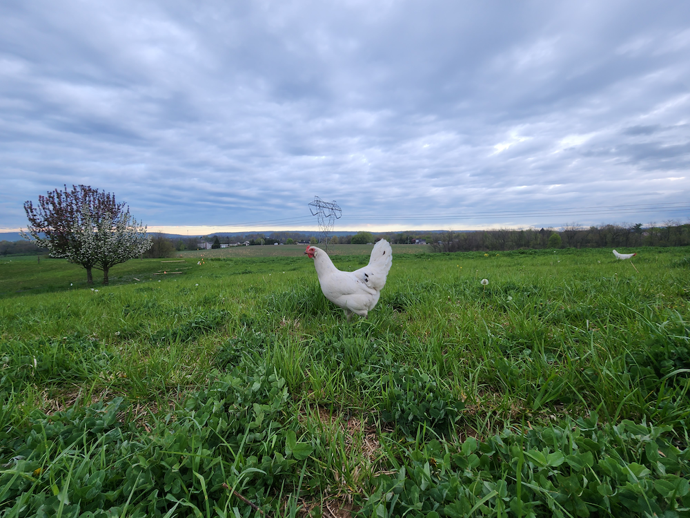 Chickens in the field.