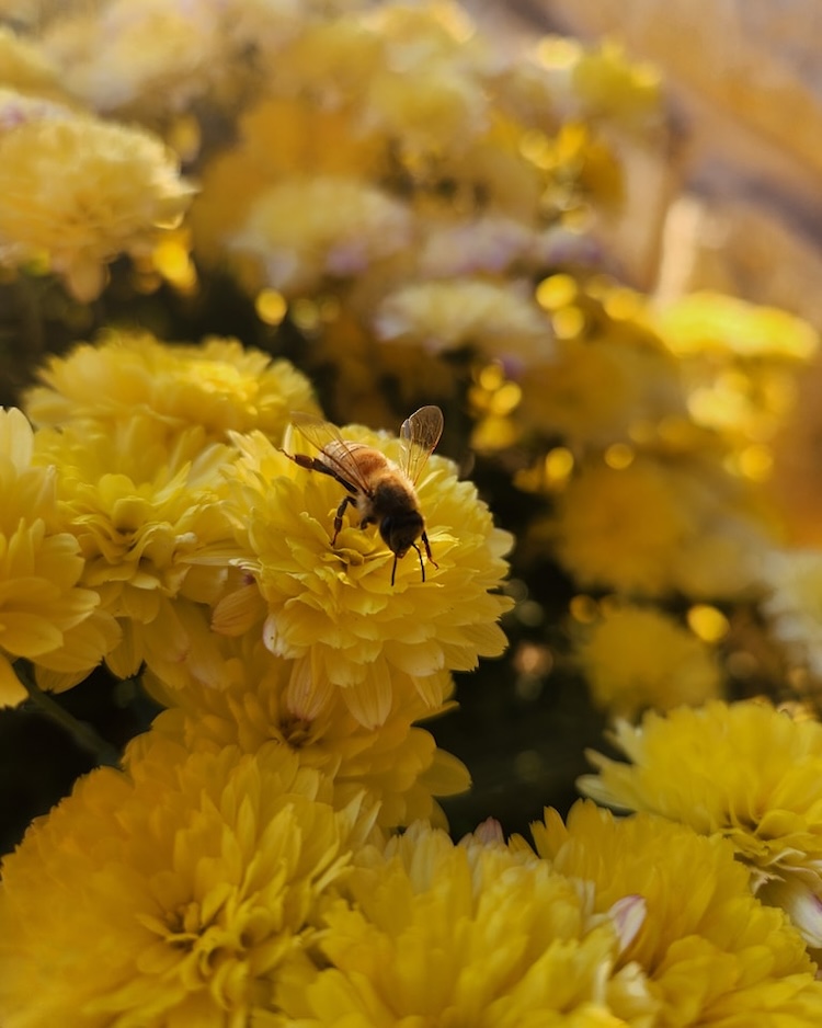 Bee on a yellow flower