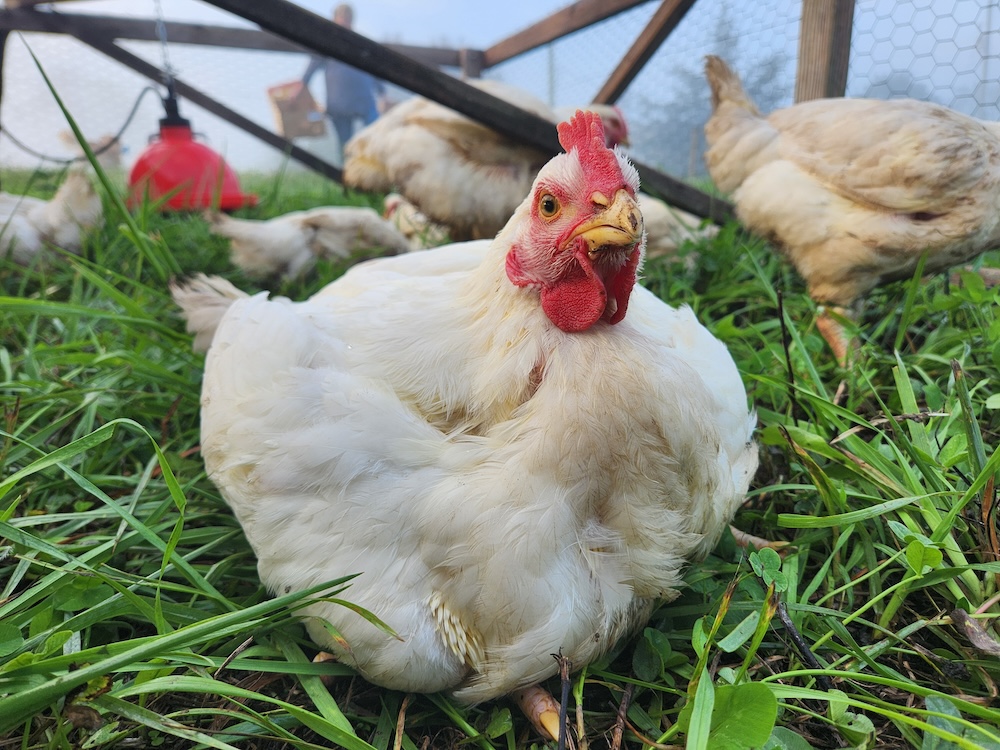 Meat chicken in outdoor cage.