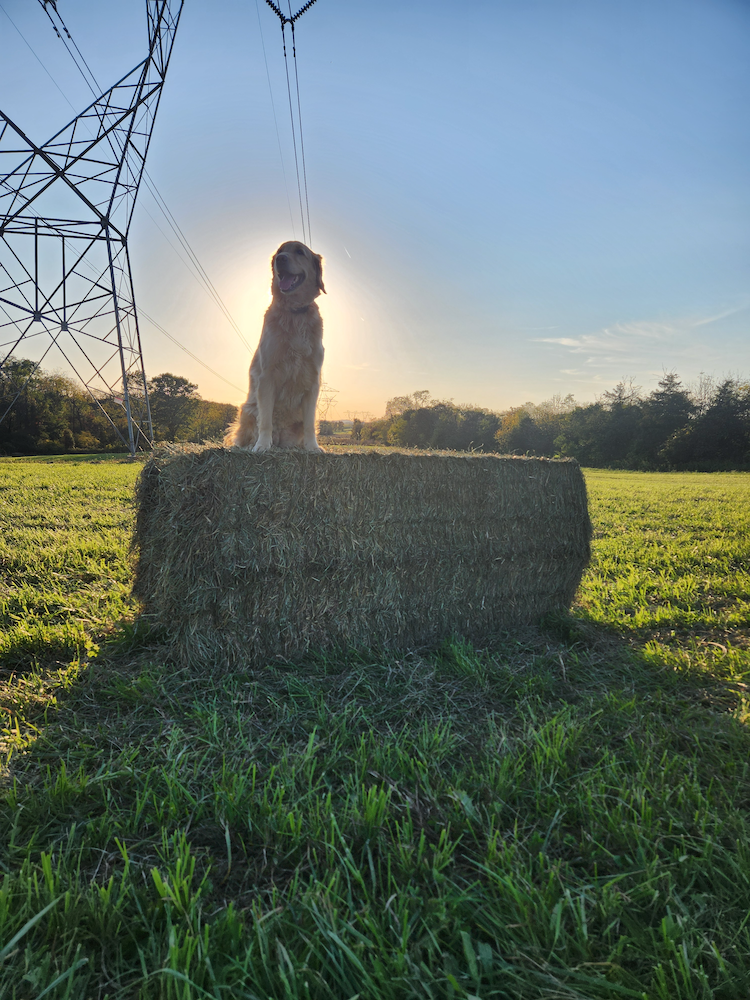 Dog on a hay bale with sunset behind.