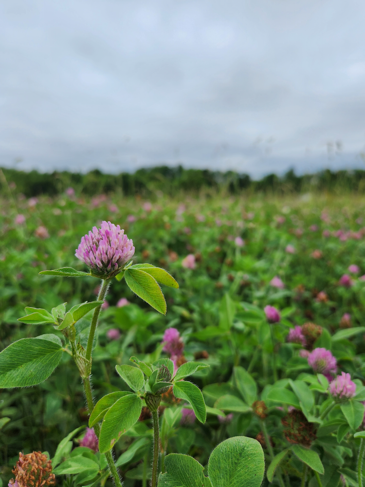 Red clover flower in field.