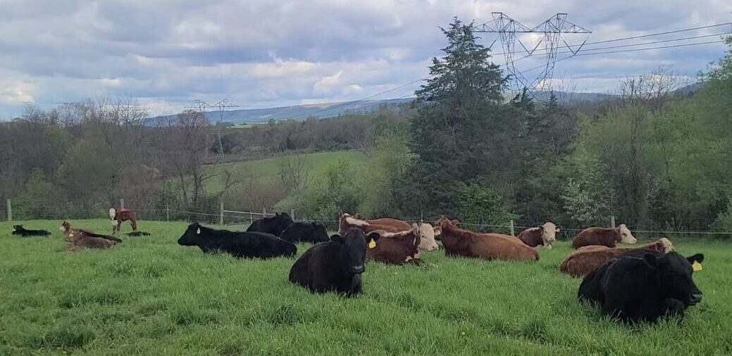 Grass-fed beef on pasture.