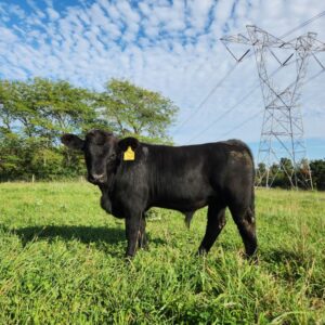 grass-fed pastured beef calf
