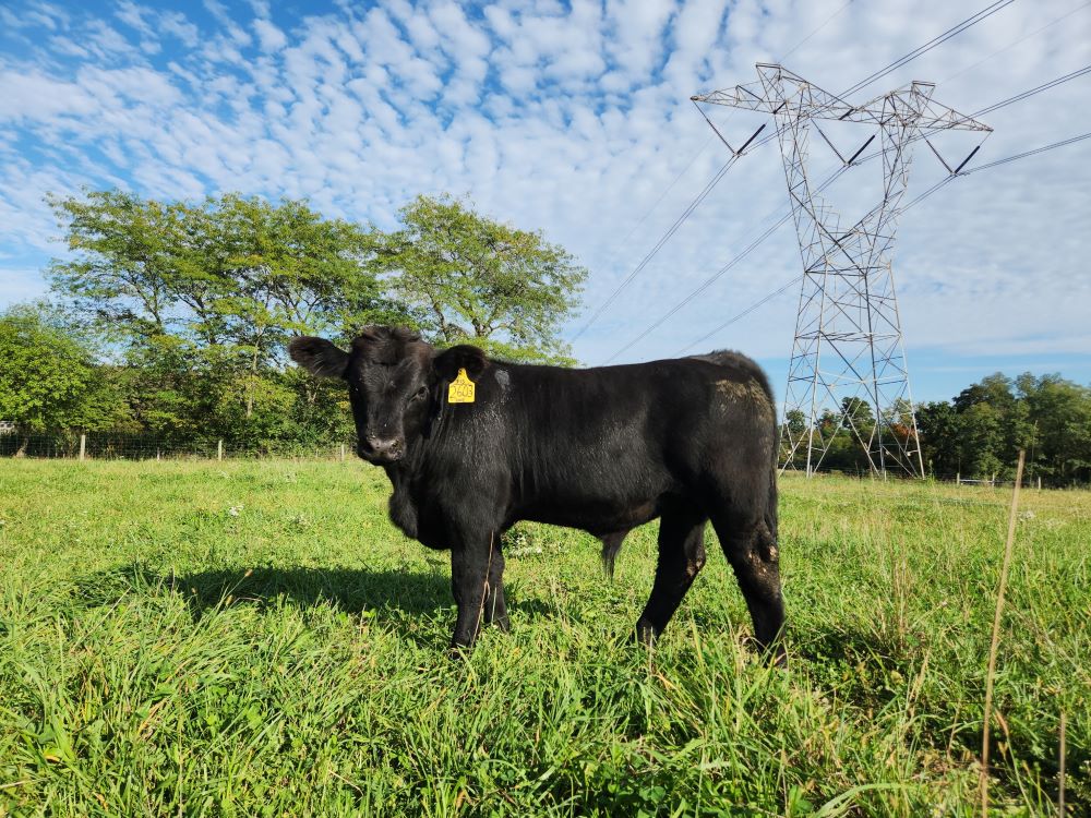 grass-fed pastured beef calf